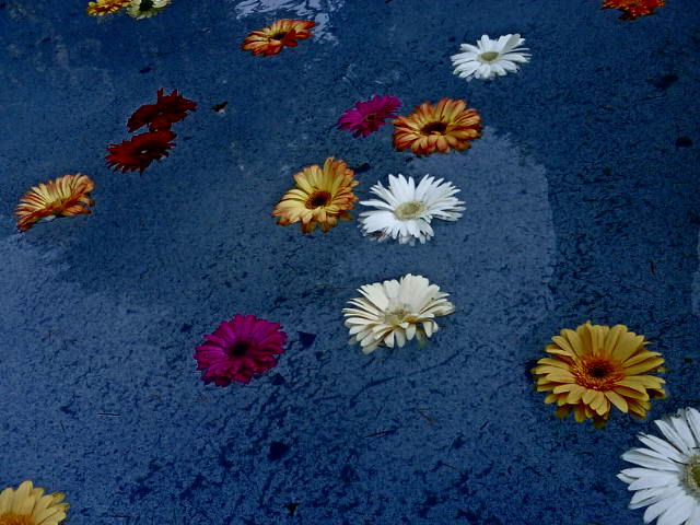 Floating Flowers by Frank Dixon Graham